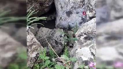 Siirt'te 4 metrelik yılan böyle görüntülendi: "İlk defa bu kadar büyüğünü gördük"