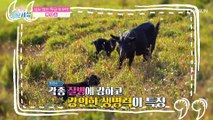 당뇨 Bye~ ❛흑염소❜로 혈당 관리하자↗ TV CHOSUN 210505 방송