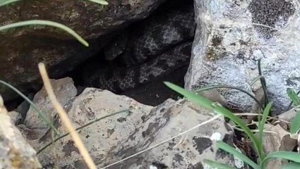 Dev yılan köylüleri korkuttu