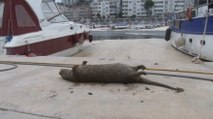 Deniz salyaları canlıların sonu oluyor.