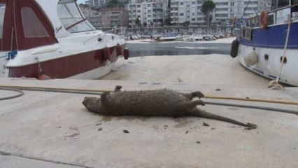 Deniz salyaları canlıların sonu oluyor.