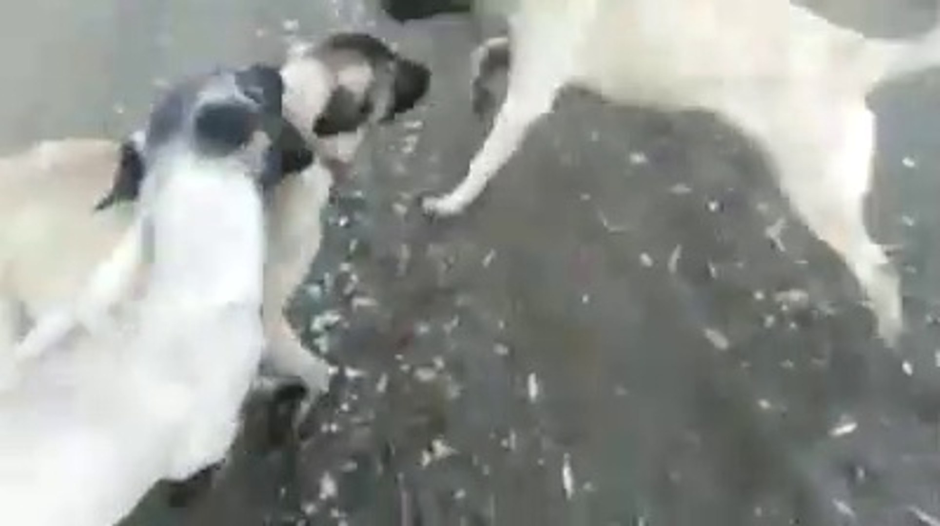 ⁣GENC KANGAL KOPEKLERi ve KOYUN SURUSU - YOUNG KANGAL SHEPHERD DOG and SHEEPS