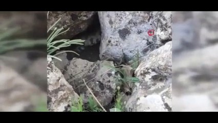 Böylesiyle ilk kez karşılaştılar! Dev yılan köylüleri korkuttu