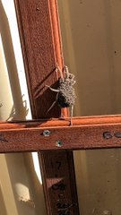 Wolf Spider Covered in Her Babies