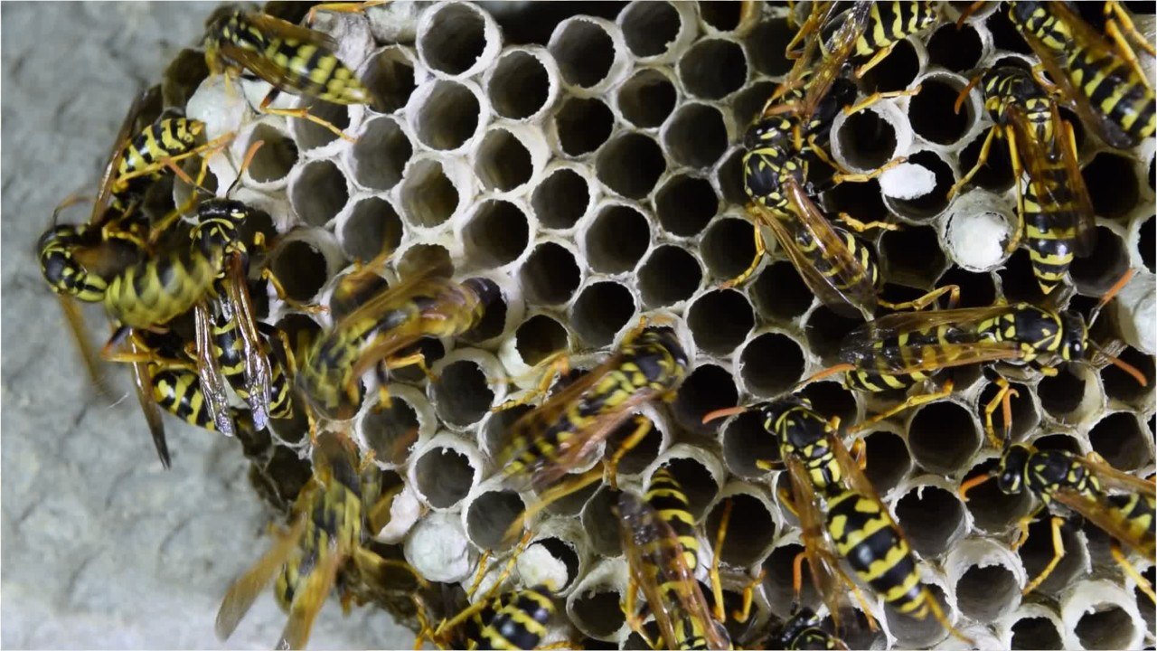 Wasps, huh, what are they good for?