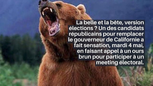 États-Unis : un candidat fait campagne avec un ours en Californie_IN