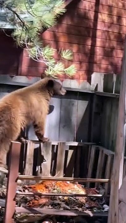 Bear Pretends to be a Cat