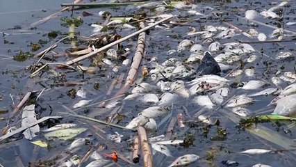 أهوار ما بين النهرين التاريخية مهددة بتلوث المجاري الحديثة في العراق