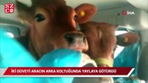 2 düveyi aracının arka koltuğunda yaylaya böyle götürdü