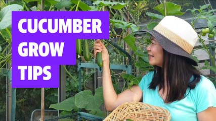 Cucumber grow tips