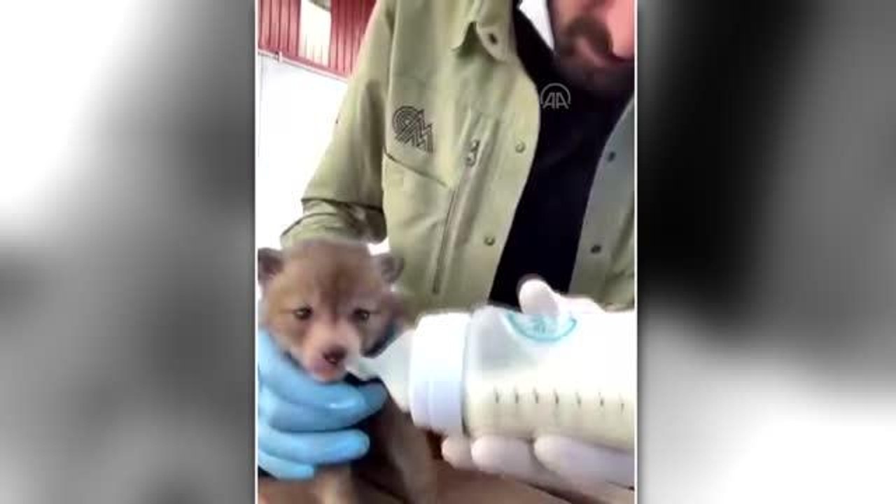 Arazide bulunan tilki yavruları koruma altına alındı