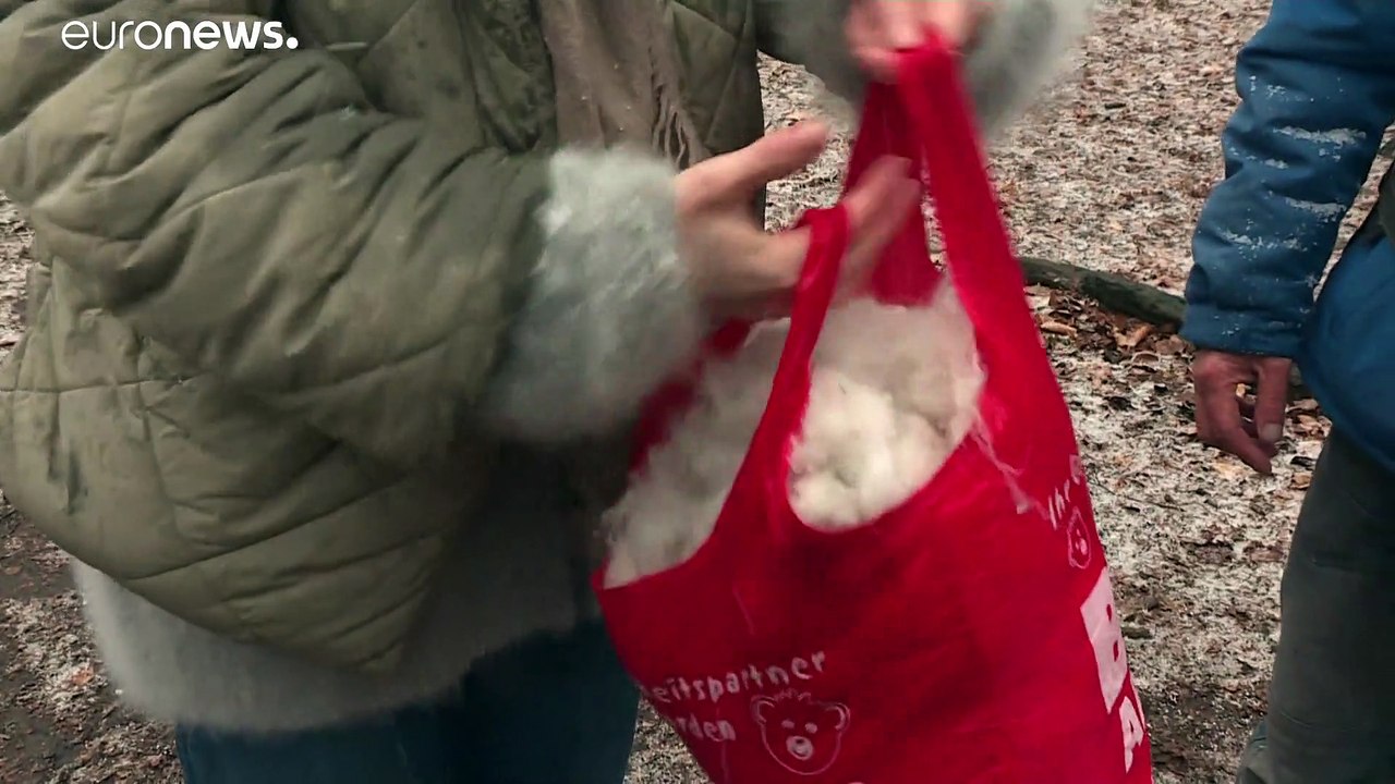 Wolle aus Hundehaaren: Besser als Cashmere