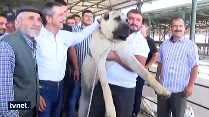 İşte tam 100 bin lira değer biçilen 'Boğaç'