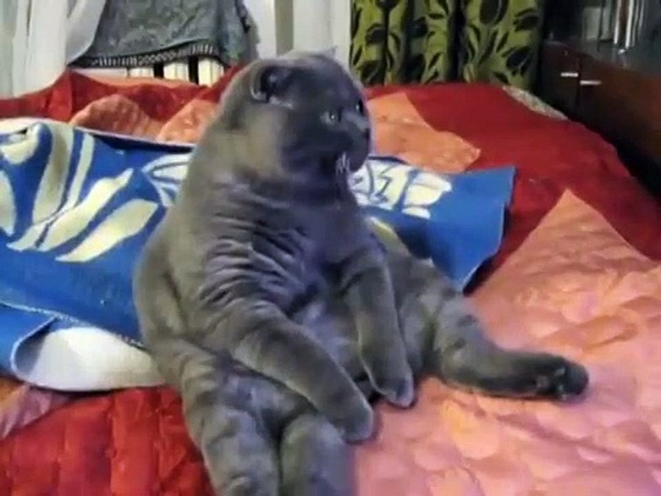 Cat is watching TV