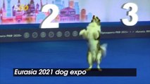 Dancing Dogs! Owners Along With Their Pets Compete in Russian Dancing Competition!