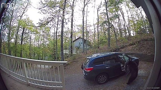 Two Bears Raid Car for the Snacks