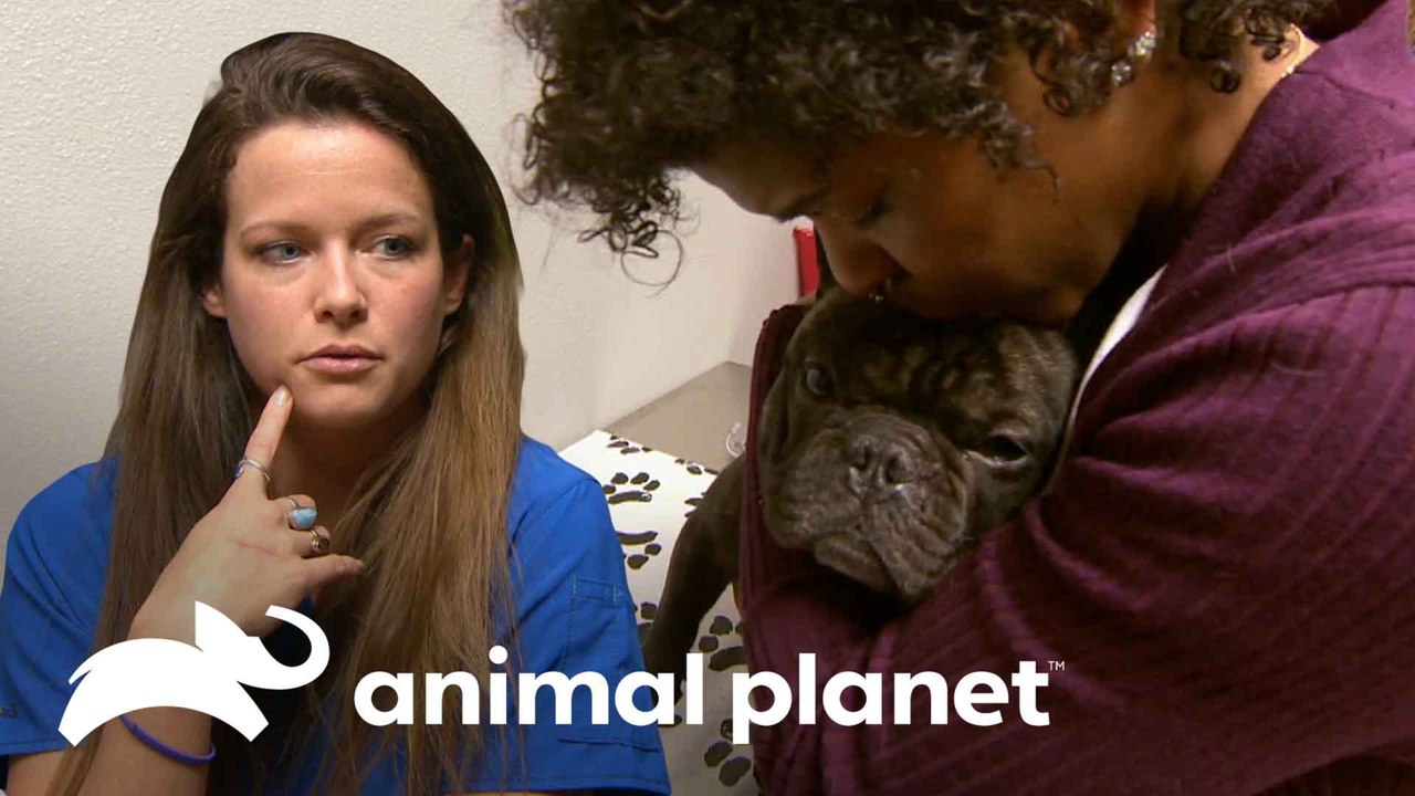 Cãozinho acaba ingerindo um brinquedo de pelúcia | Veterinário das Montanhas | Animal Planet Brasil