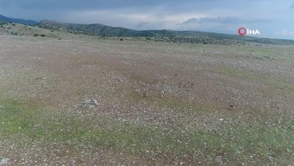 Cudi Dağı'nda yıllar sonra ceylan görüntülendi