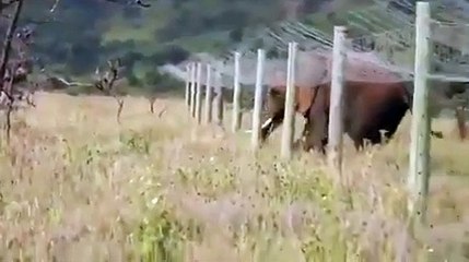 Un éléphant rampe sous une cloture anti-elephant... malin
