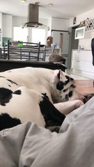 Hedgehog Accidentally Launched by Waking Great Dane