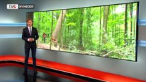 Farligt træ fældet i Vejle | Gorilla Park | 12-06-2017 | TV SYD @ TV2 Danmark