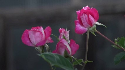 When Should I Prune My Roses?