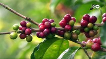 Economía y medio ambiente, el difícil equilibrio para rescatar el café hondureño
