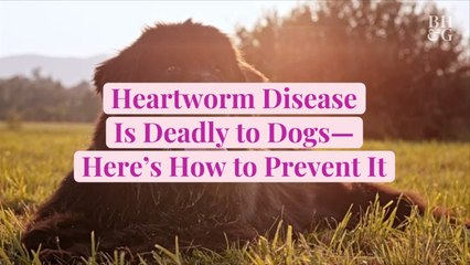 Heartworm Disease Is Deadly to Dogs—Here's How to Prevent It