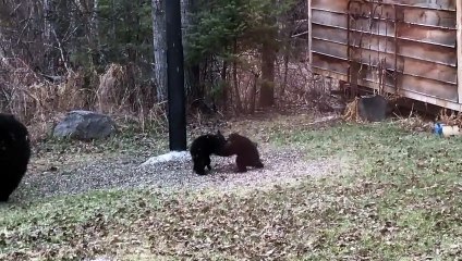 Couple of Canadian Cubs Playing