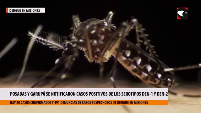 Dengue en Misiones en Posadas y Garupá se notificaron casos positivos de los serotipos DEN-1 y DEN-2