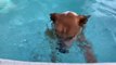 Dog Inside Pool Puts Face Underwater After Owner Commands Them to do so