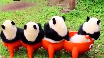 Entertaining And Funny Cute Panda Videos Compilation 2021