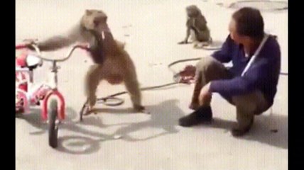 Funniest Cute  Monkey  And Funny Monkey Videos