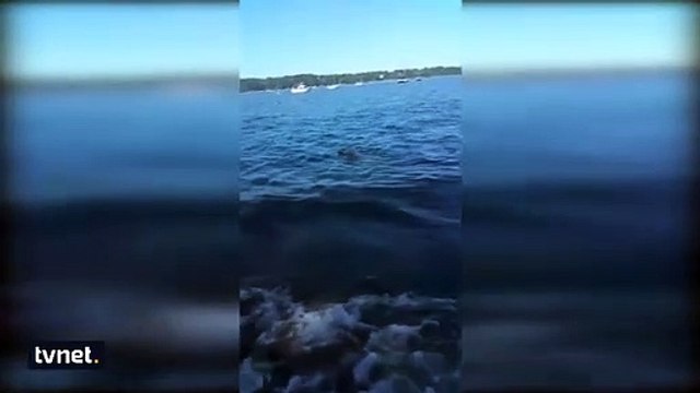 Boğulmak üzere olan yavru geyiği kurtaran kahraman köpek!