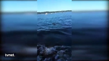 Boğulmak üzere olan yavru geyiği kurtaran kahraman köpek!