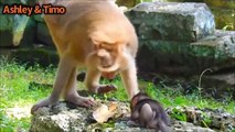 The Bad, The Good & The Ugly 52 Monkey compilation of things monkeys do, tantrums, beatings, kidnaps