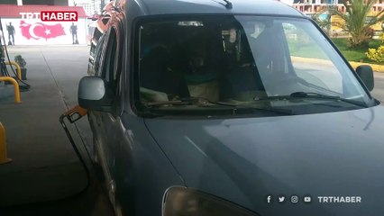 İnekleri arka koltukta yaylaya çıkardı