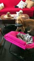 Excited Doggy Makes Some Seriously Strange Sounds