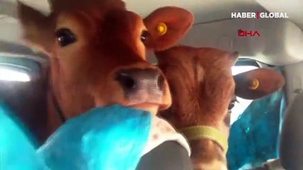 Böylesi görülmedi! İnekleri arka koltukta yaylaya çıkardı