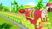 Humpty The Train Vegetables Song | Nursery Rhyme |  Kids | Kindergarten | Preschool | Kiddiestv