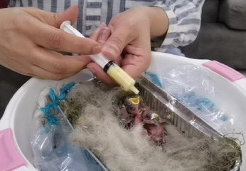 Anneleri ölen 6 kırlangıcı şırıngayla besliyor