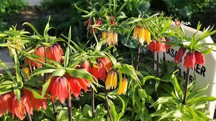 Ters lalelerin görsel şöleni bitti