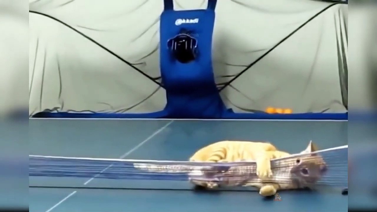 FANTASTIC ANIMALS Baby Cats   Cute and Funny Cat Videos Compilation