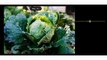 Fresh-Vegetables Photography – Lightroom Mobile Tutorial | Best Lightroom Presets