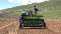 Çaldıran Belediyesinden çiftçilere mercimek ve nohut tohumu desteği