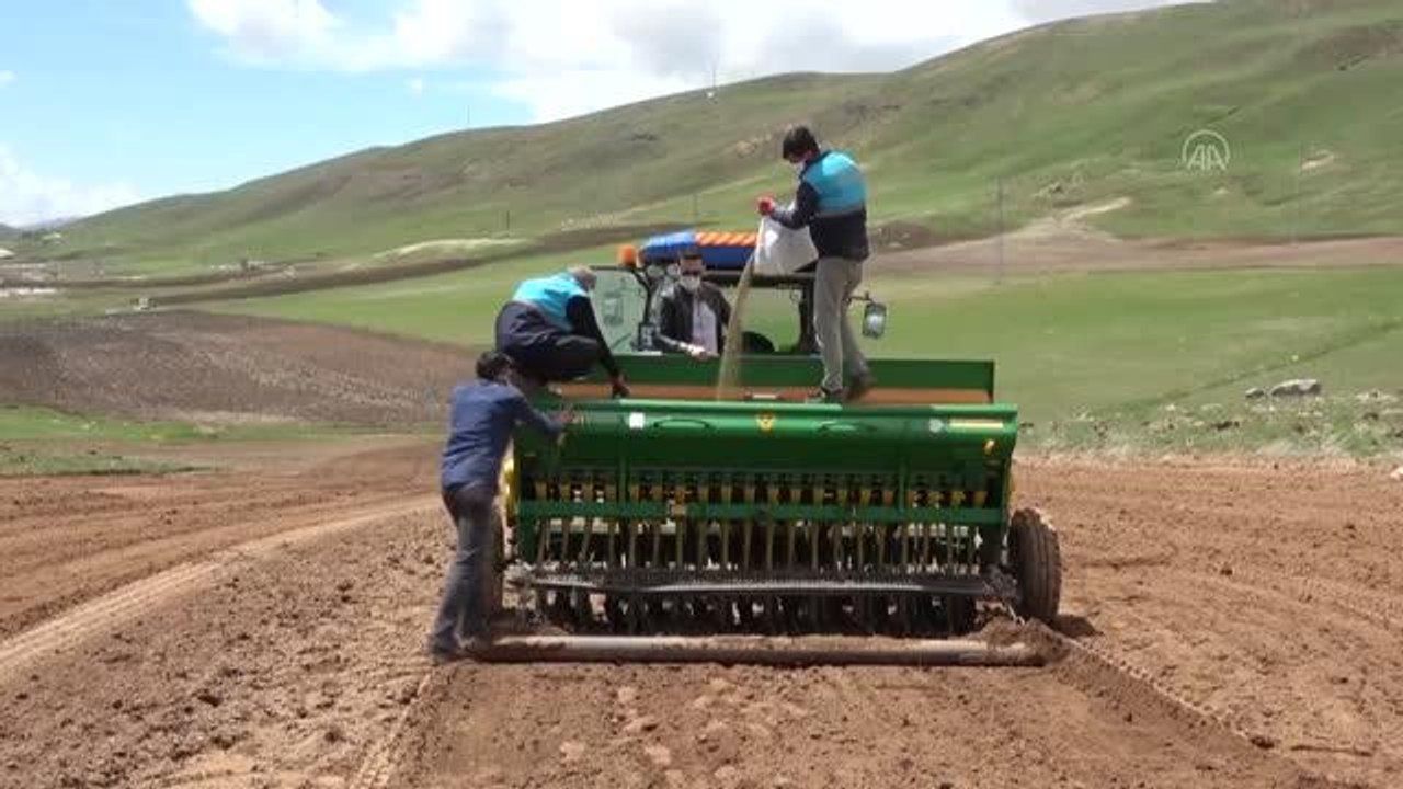 Çaldıran Belediyesinden çiftçilere mercimek ve...
