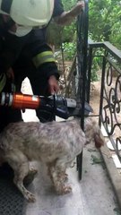 Korkuluklara sıkışan köpek kurtarıldı