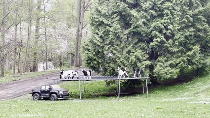 Tribe of Baby Goats Play Together on a Trampoline