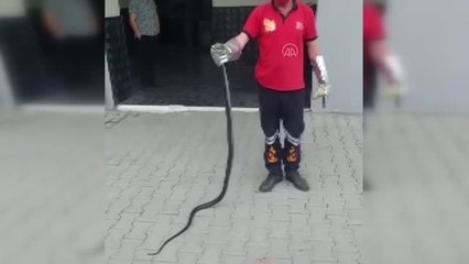 Sitenin bahçesinde yakalanan yılan doğaya salındı