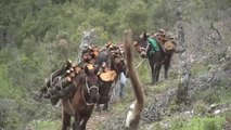 Un leñador recurre a las mulas para transportar leña en el centro de Italia